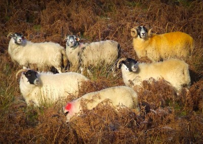 Yellow Tup